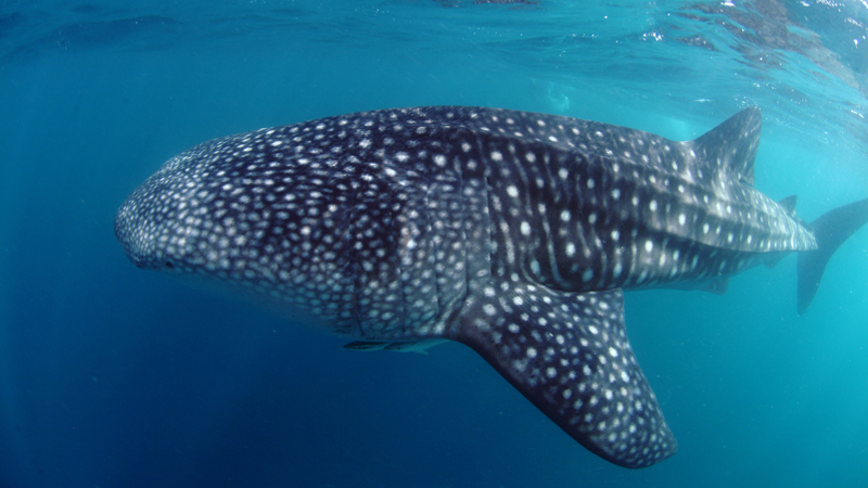 Whale-shark-Maldives