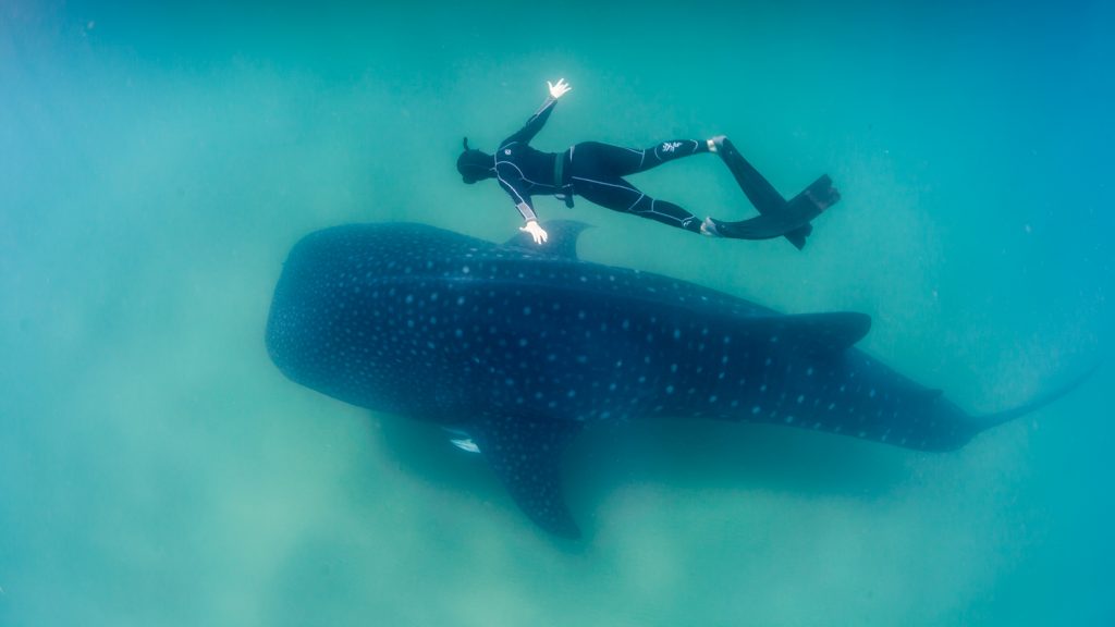 Whale_Shark_and_Freediver