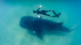 Whale_Shark_and_Freediver