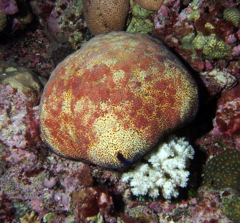 culcita-eating-small-coral
