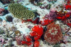Culcita-Near-Acropor