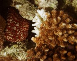 Culcita-Cushion-Star-Maldives