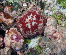 Culcita-Cushion-Star-Maldives