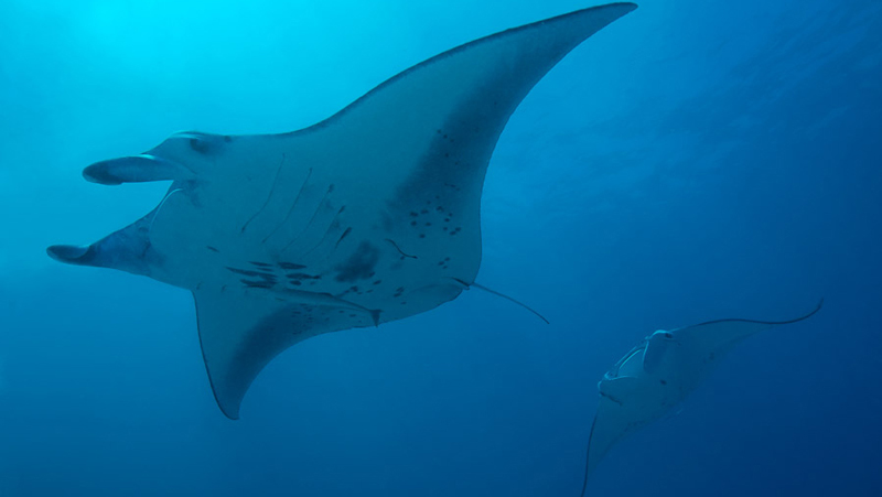 dive_maldives