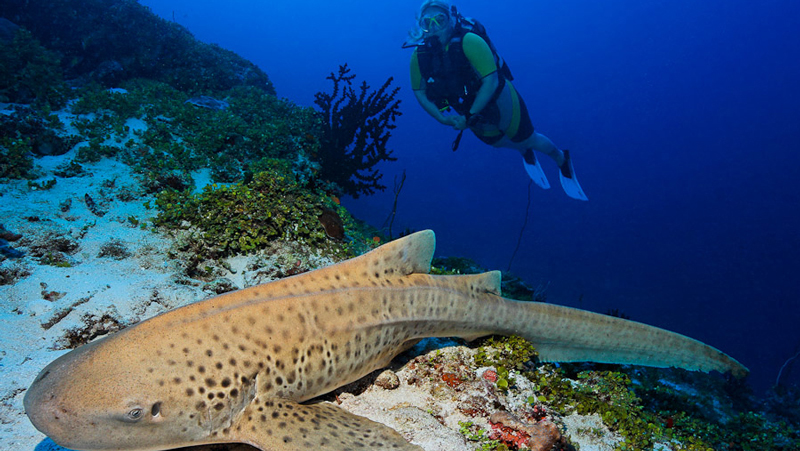 dive_maldives