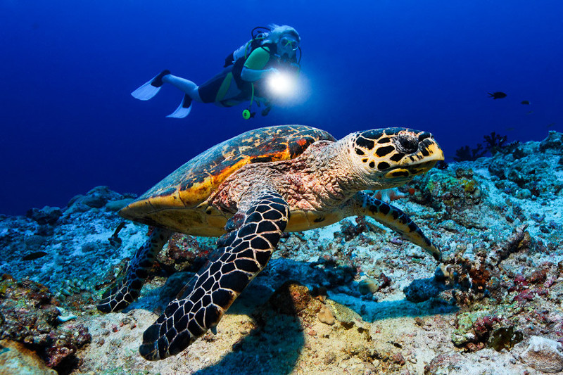 Dive-Maldives-Turtle