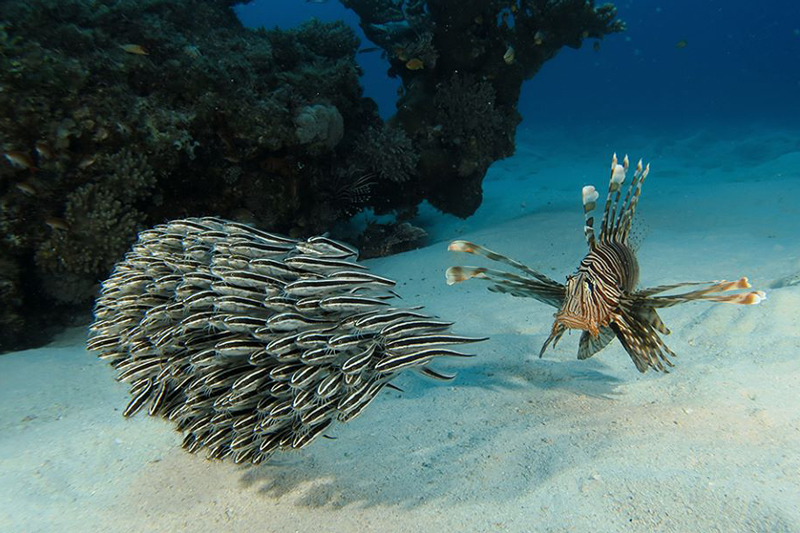 fish-mauritius