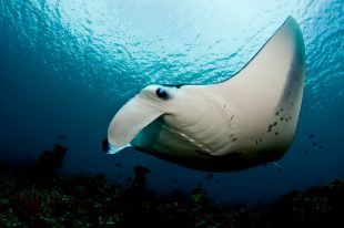 Reef-Manta-Maldives