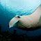 Reef-Manta-Maldives