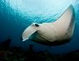 Reef-Manta-Maldives