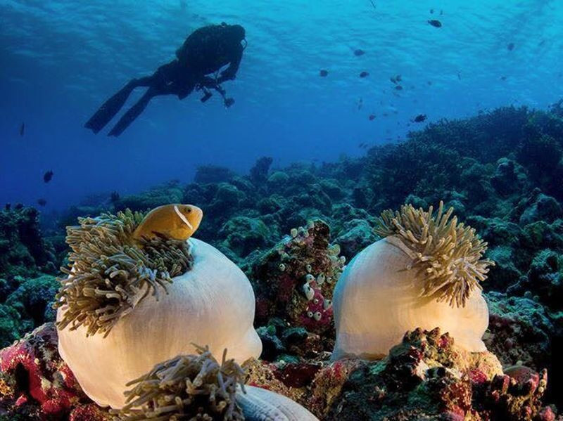 maldives-diving-coral
