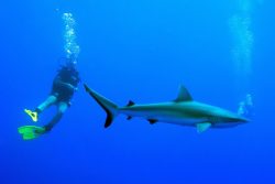 maldives-shark
