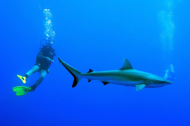 Maldives-Reef-Shark