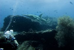 maldives-shark
