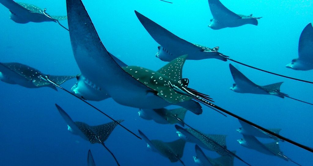 Maldives-Rays