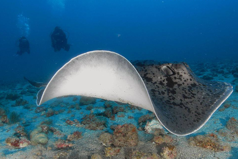 mauritius-diving