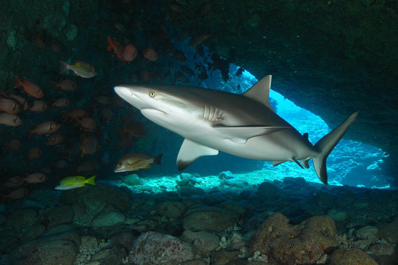 shark-dive-mauritius