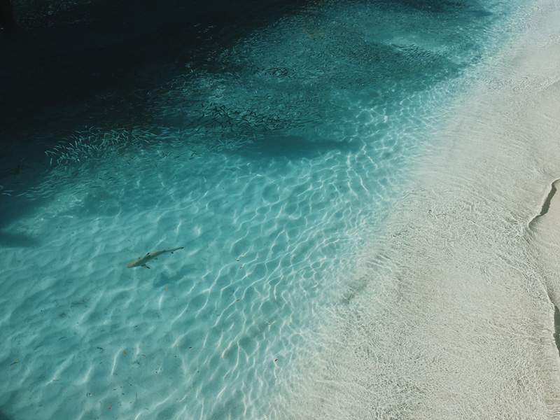 shark-maldives