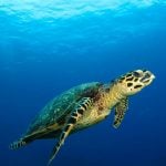 turtle-mauritius