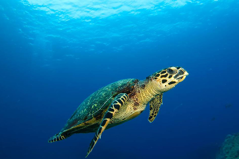 turtle-mauritius