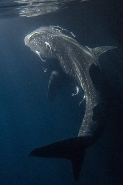 whale-shark-maldives