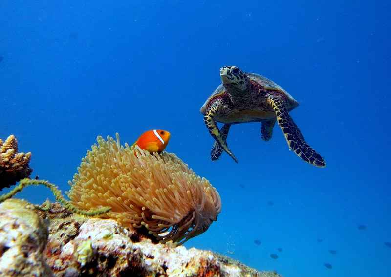 Maldives-dive-turtle