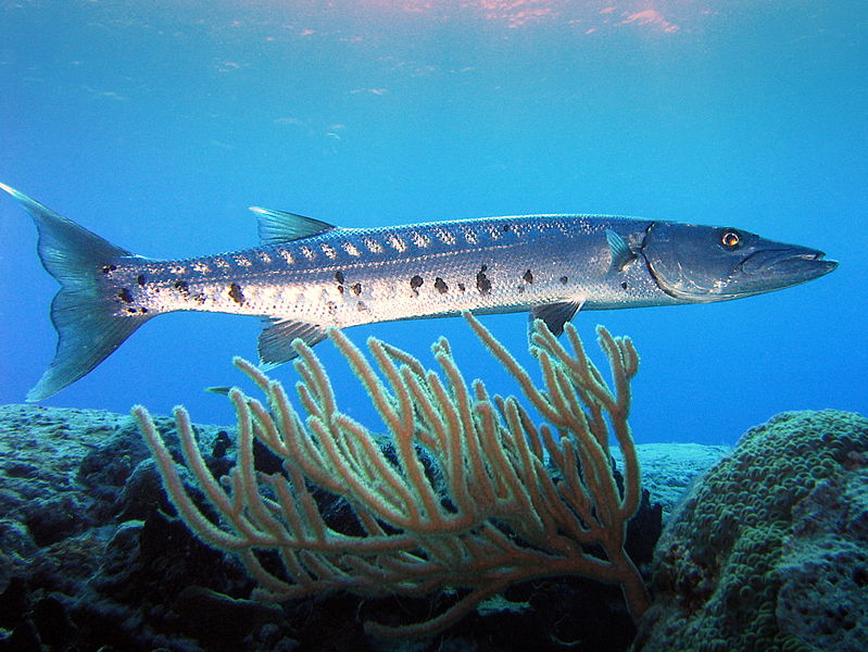 Barracuda-Mauritius