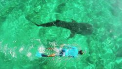 Maldives-Hotels-Resorts-LUX-Maldives-Diving