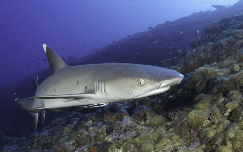 Mauritius-white-tip-shark