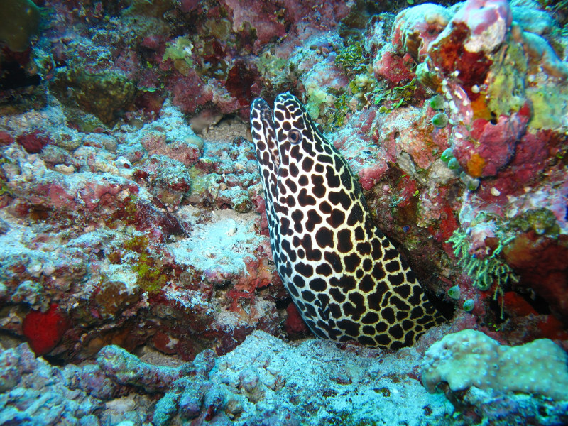 Moray-eel-Maldives