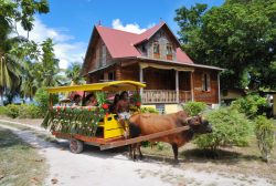 Ox Cart & Old House - Gerard Larose