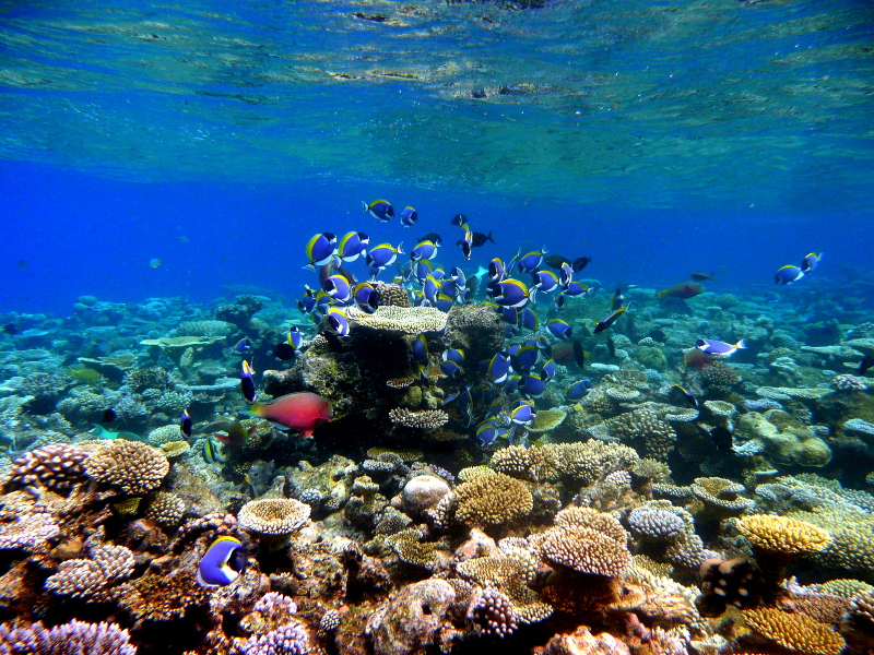 Maldives-Dive-cocoon