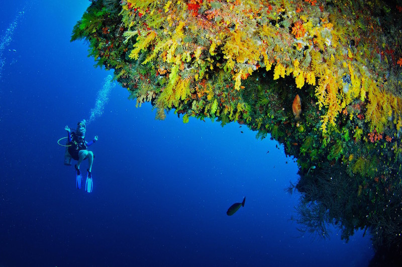 The Best Diving Spots in the Maldives - Why the Maldives is a popular diving destination