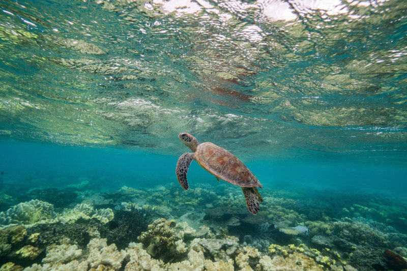 Turtle-Mauritius-Dive