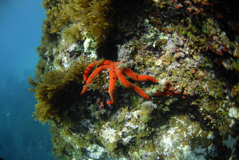 Underwater-starfish-Malta