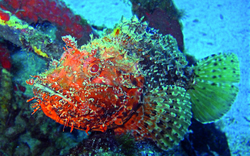 Underwater-Malta