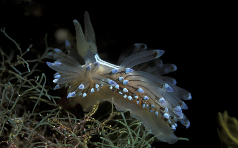 Nudibranch-Dive-Malta