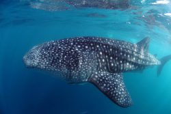 Whale Shark - Tony Baskeyfield