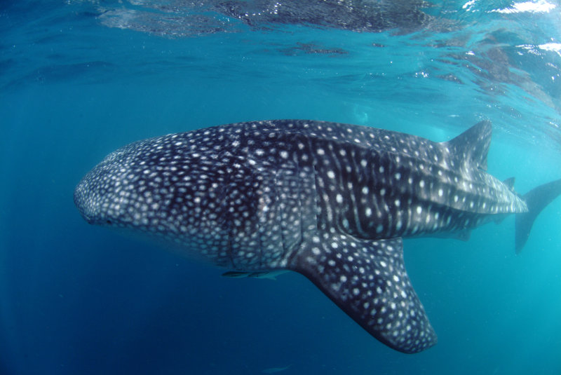 Whale Shark