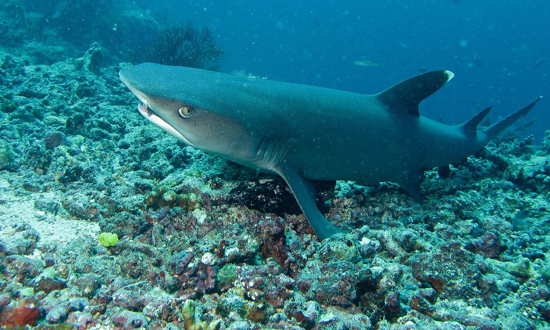 Whitetip-Reef-Shark