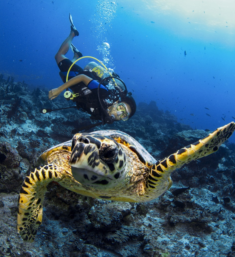 Maldives-dive