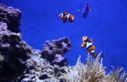 clownfish-Mauritius-dive