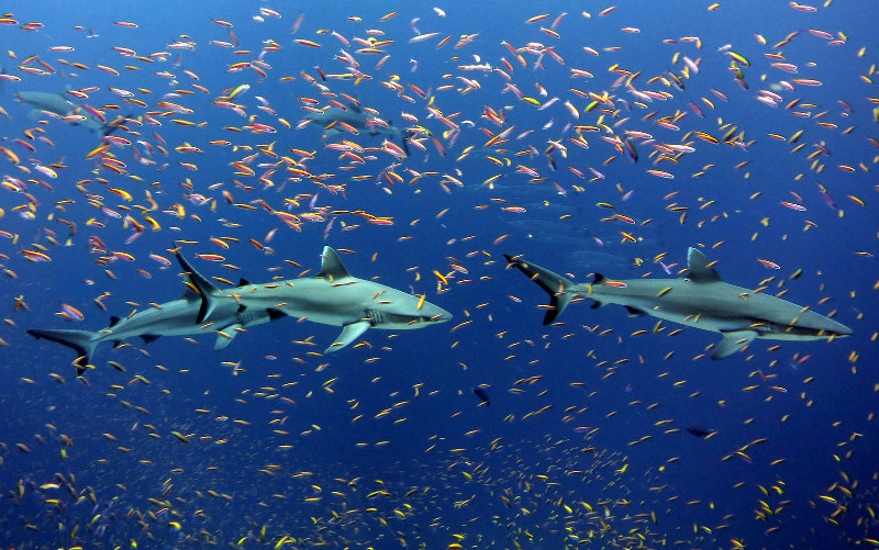 grey-reef-shark-maldives