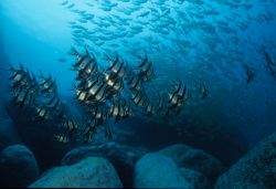 Mauritius-Cathedral-Dive