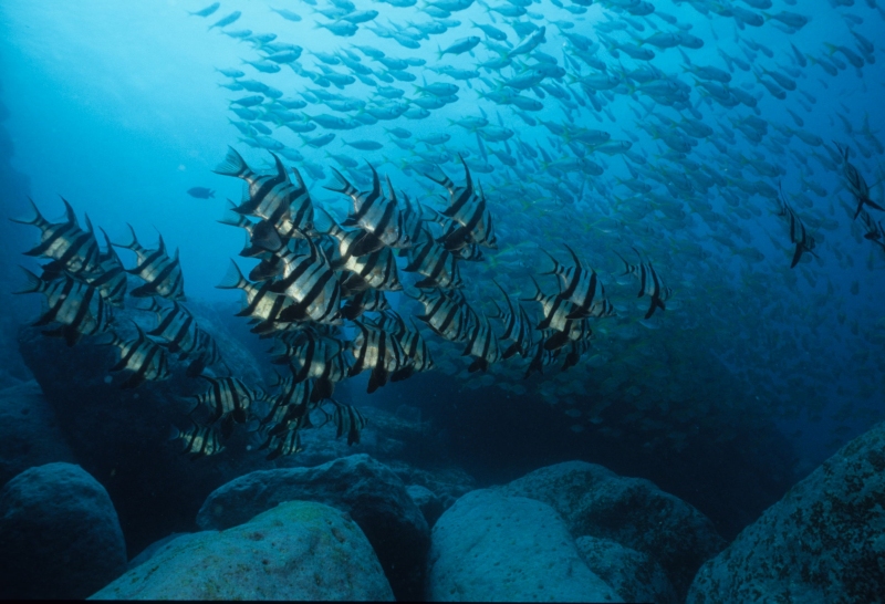 Mauritius-Cathedral-Dive