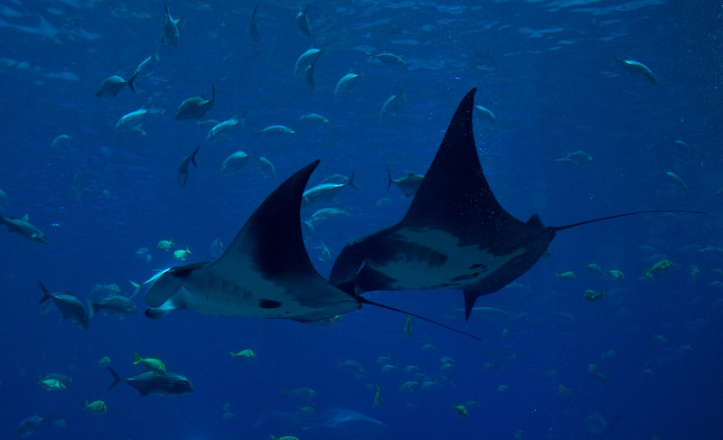 manta-ray-maldives