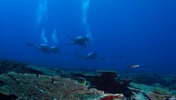 underwater-scuba-diving-amari