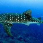 whale-shark-maldives-dive