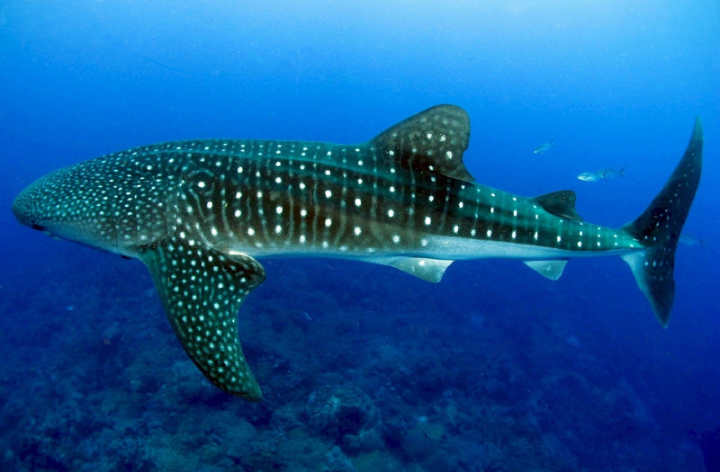whale-shark-maldives-dive