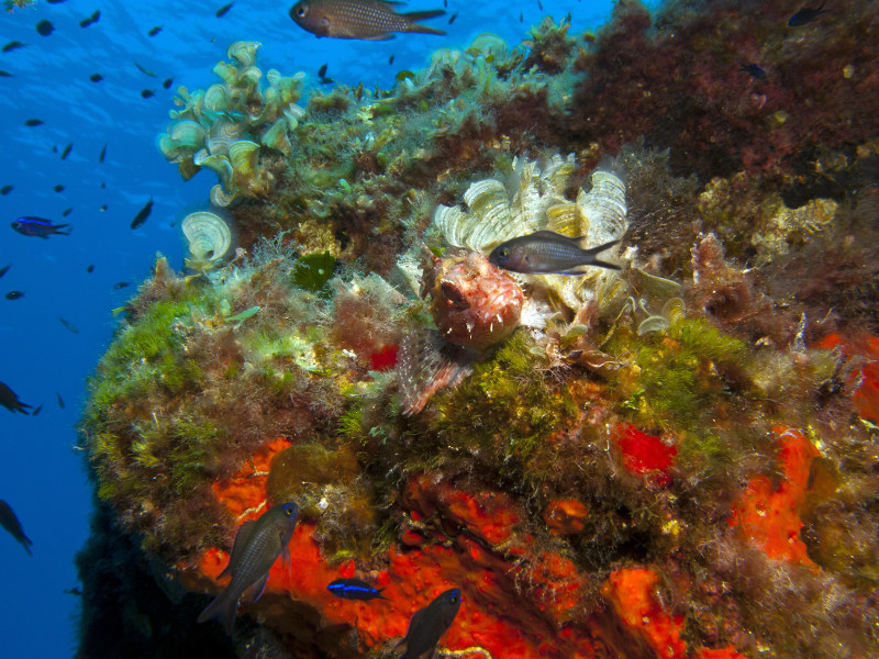 Coral-reef-Mauritius